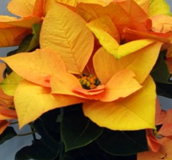Poinsettia Euphorbia Autumn Leaves