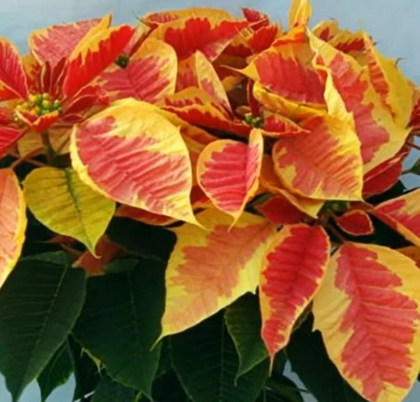 Poinsettia Euphorbia Christmas Beauty Marble