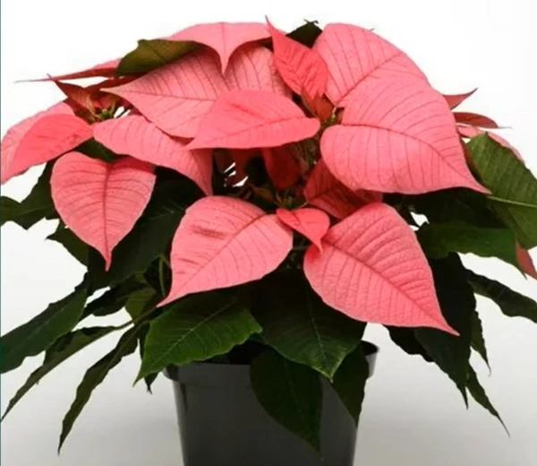 Poinsettia Euphorbia Christmas Glory Pink