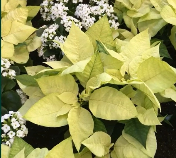 Poinsettia Euphorbia Envy