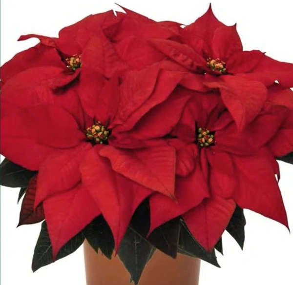 Poinsettia Euphorbia Ferrara