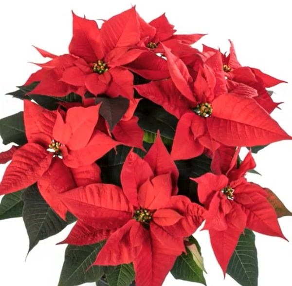 Poinsettia Euphorbia Hera Red