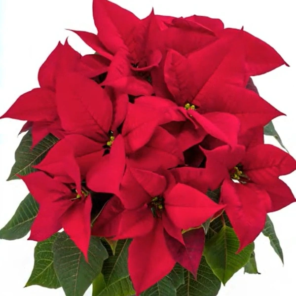 Poinsettia Euphorbia Leona Red