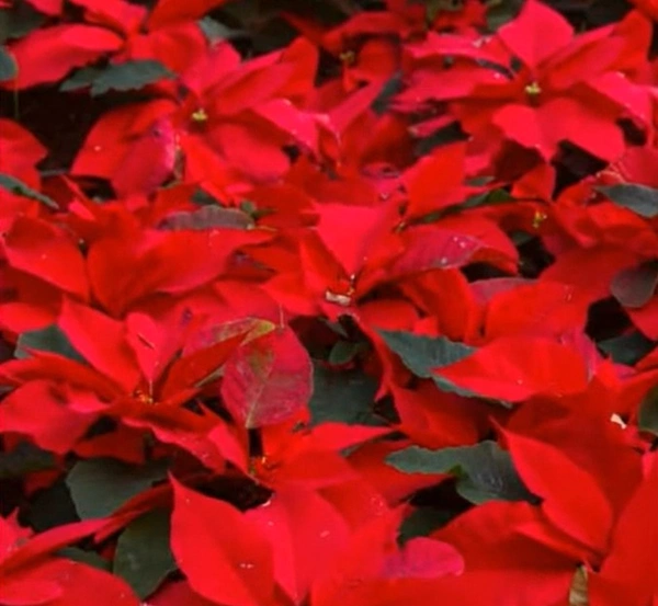 Poinsettia Euphorbia Rinehart