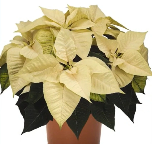 Poinsettia Freedom