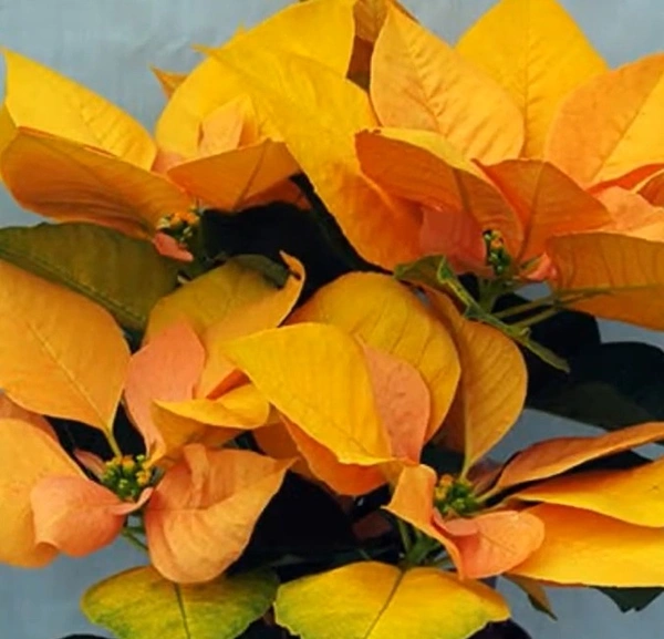 Poinsettia Gold Rush