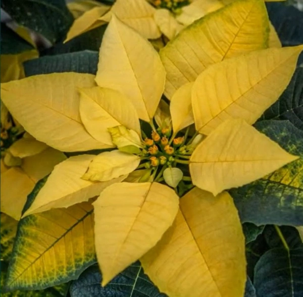 Poinsettia Golden Glo