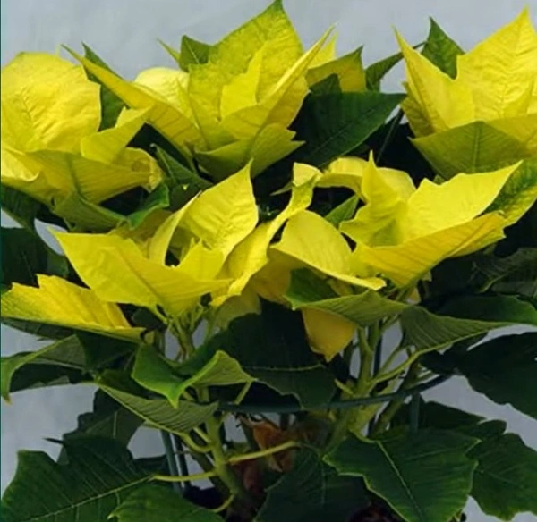 Poinsettia Green Envy