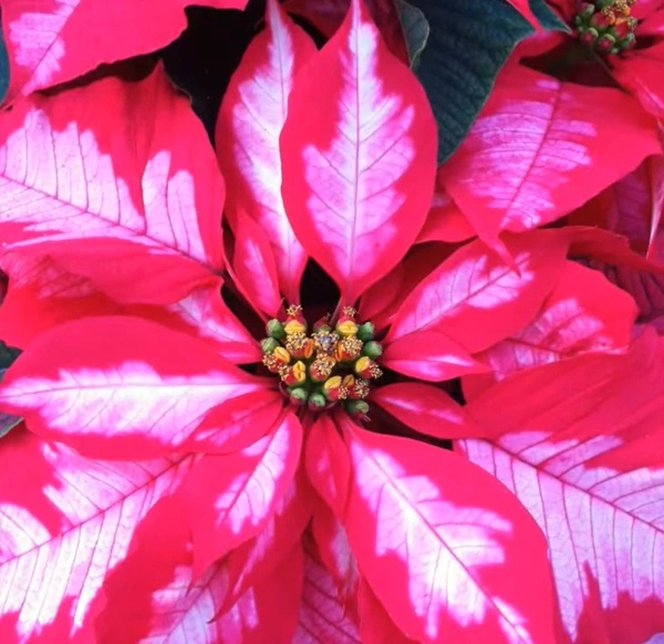 Poinsettia Ice Punch
