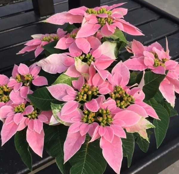 Poinsettia J' adore Pink