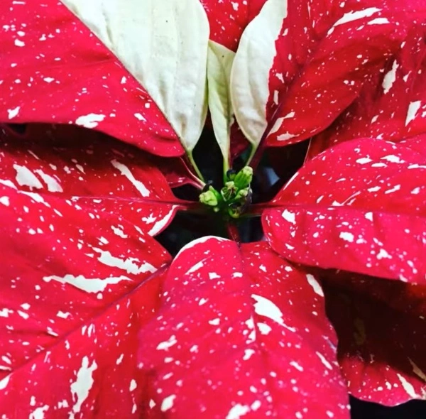Poinsettia Jingle Bell