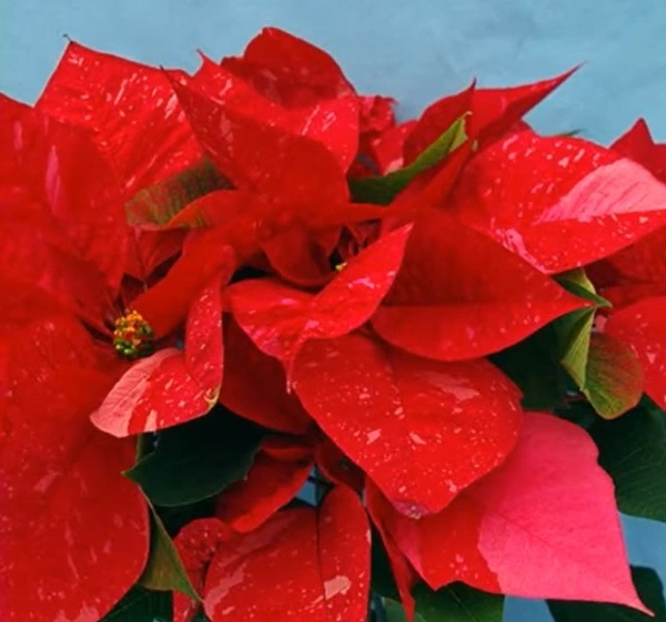 Poinsettia Jubilee