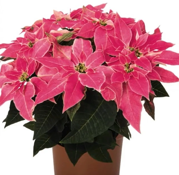 Poinsettia Luv U Pink