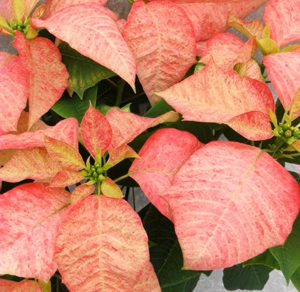 Poinsettia Monet