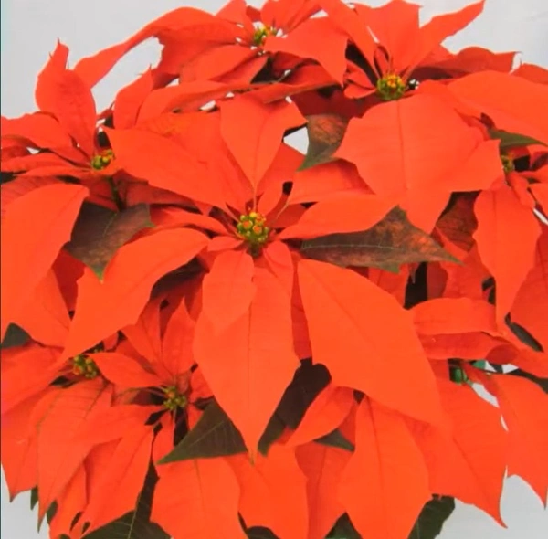 Poinsettia Orange Spice