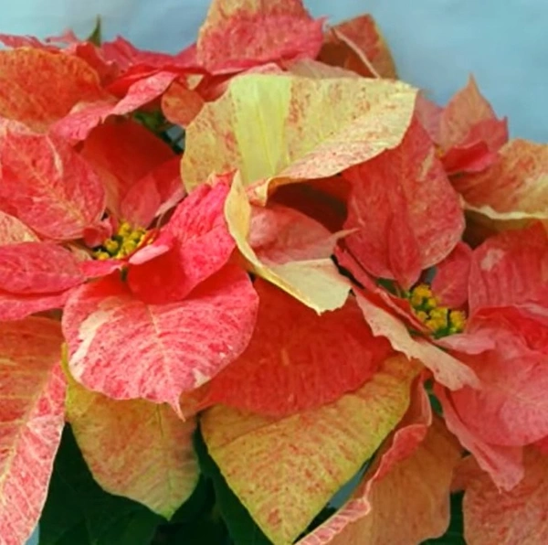 Poinsettia Peppermint Ruffles