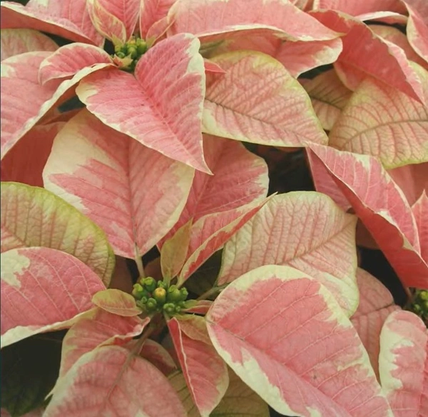 Poinsettia Peter Star Marble