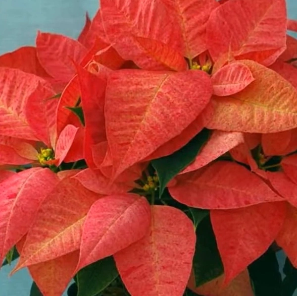 Poinsettia Pink Candy