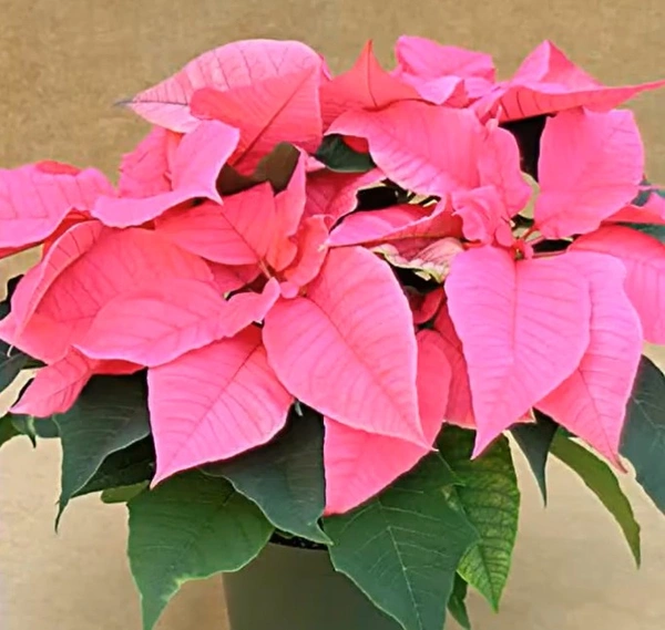 Poinsettia Polly's Pink