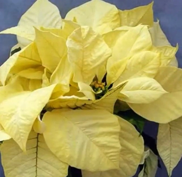 Poinsettia Polar Bear