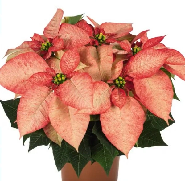 Poinsettia Premium Picasso