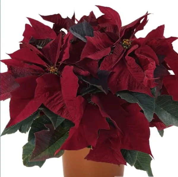 Poinsettia Prestige