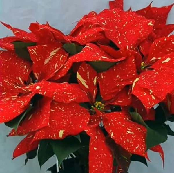 Poinsettia Red Glitter