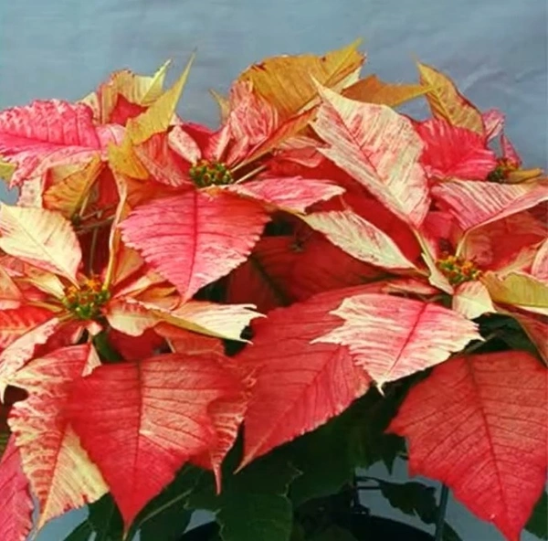 Poinsettia Ruby Frost