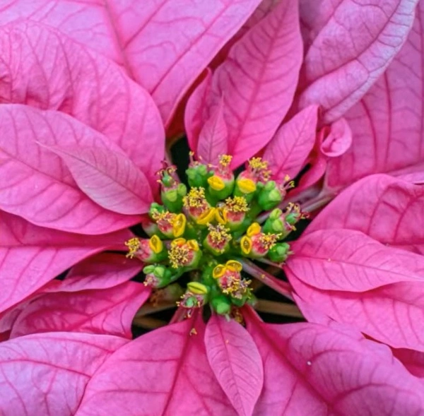 Poinsettia Santa Claus Pink