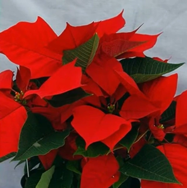 Poinsettia Solar Red