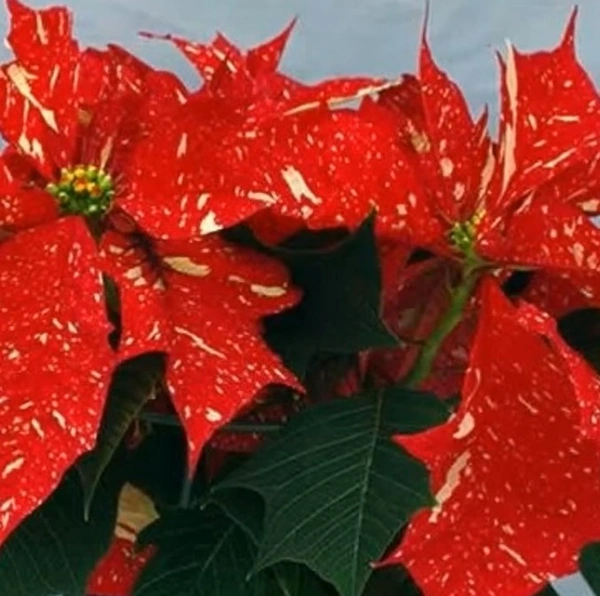 Poinsettia Sonora White Glitter