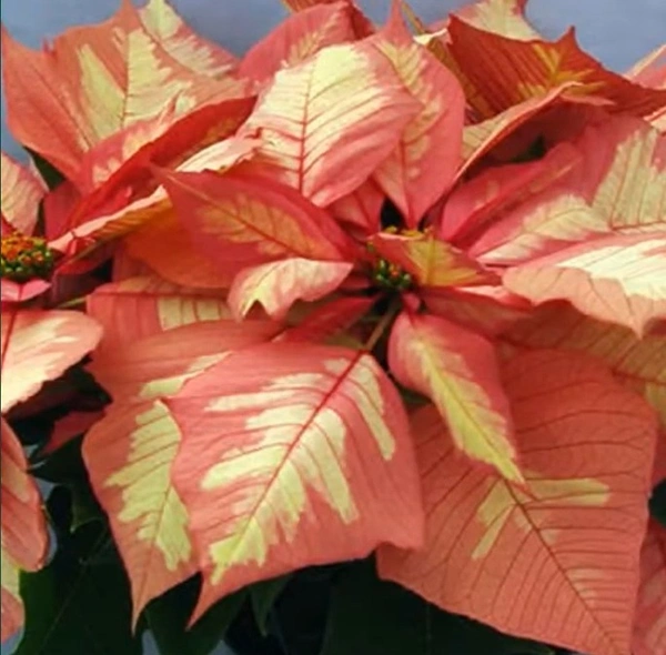 Poinsettia Sparkling Punch