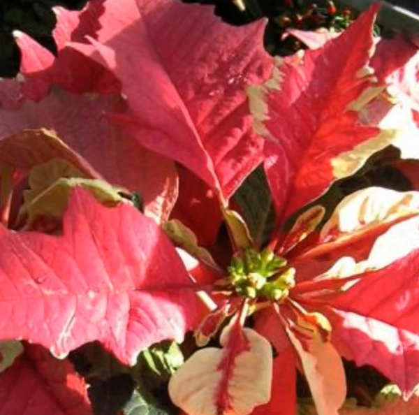 Poinsettia Strawberries & Cream