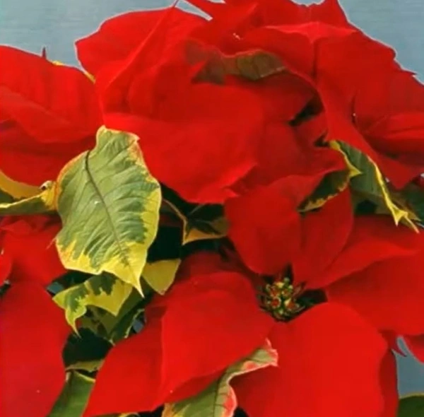 Poinsettia Tapestry