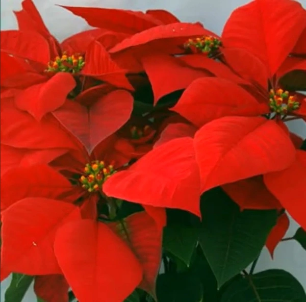 Poinsettia Viking Red
