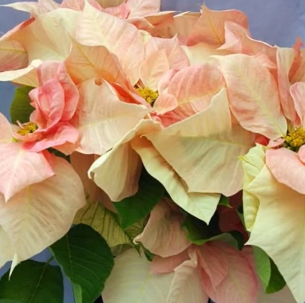 Poinsettia Visions Of Grandeur