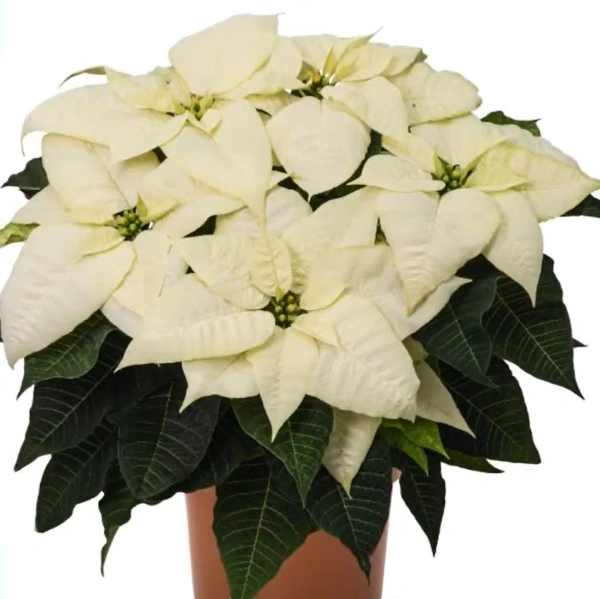Poinsettia White Wonder