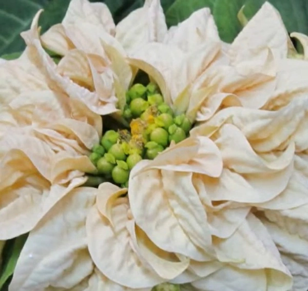 Poinsettia Winter