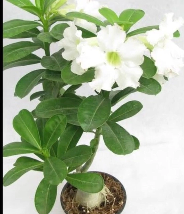 Adenium Plant
