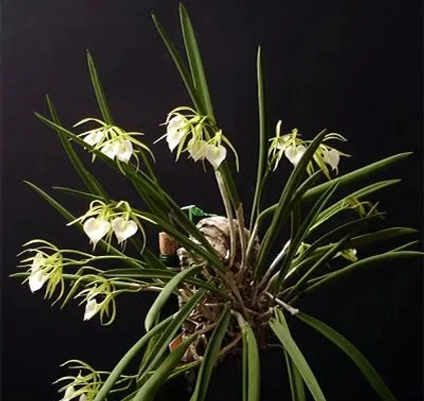 Brassavola Orchid