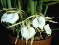 Brassavola Orchid