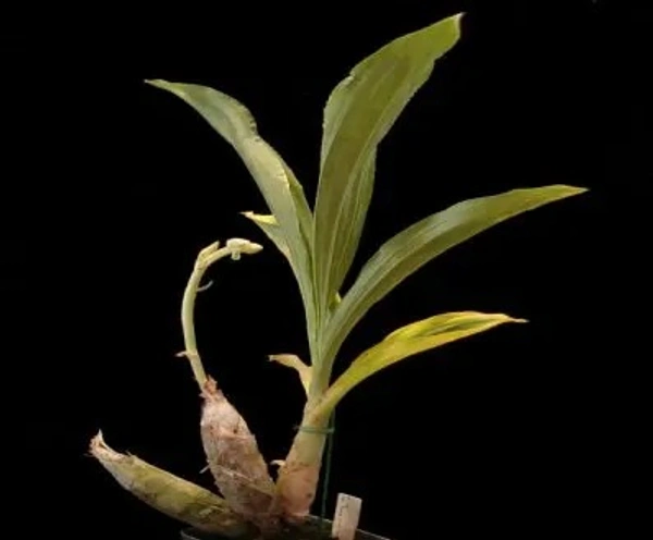 Catasetum Orchid