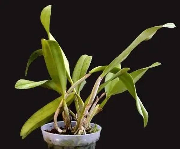 Cattleya Orchid