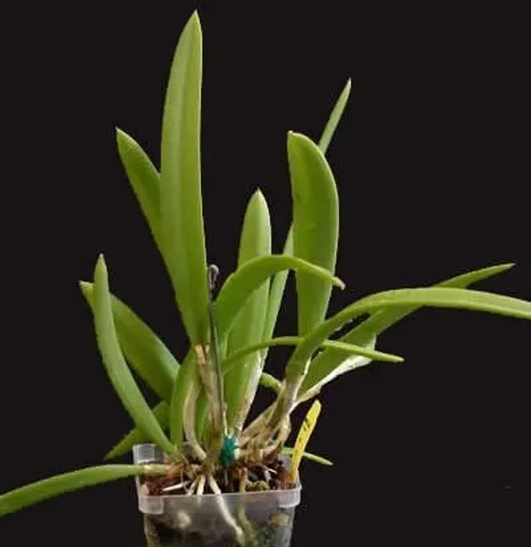 Miniature Cattleya Orchid