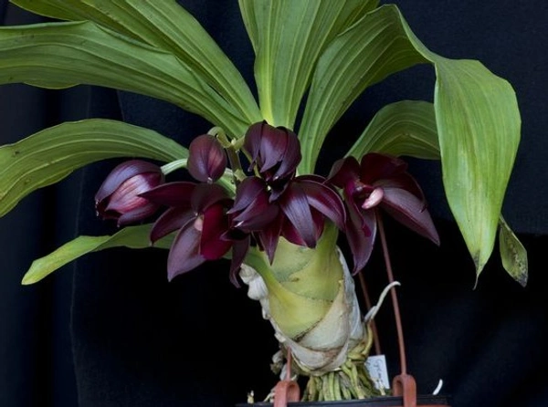 Cycnoches Orchid