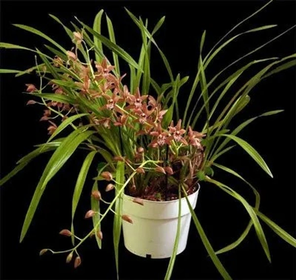 Cymbidium Orchid