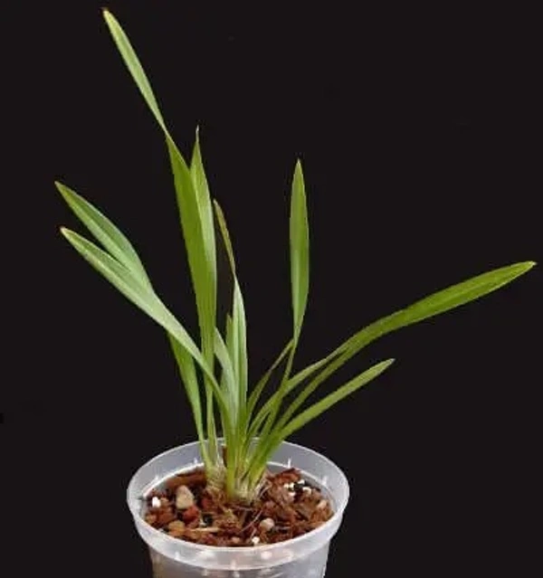 Miniature Cymbidium Orchid
