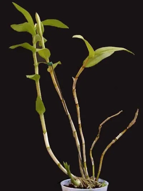 Dendrobium Orchid