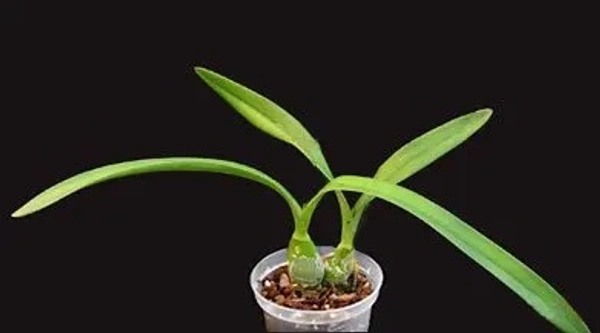 Epidendrum Orchid