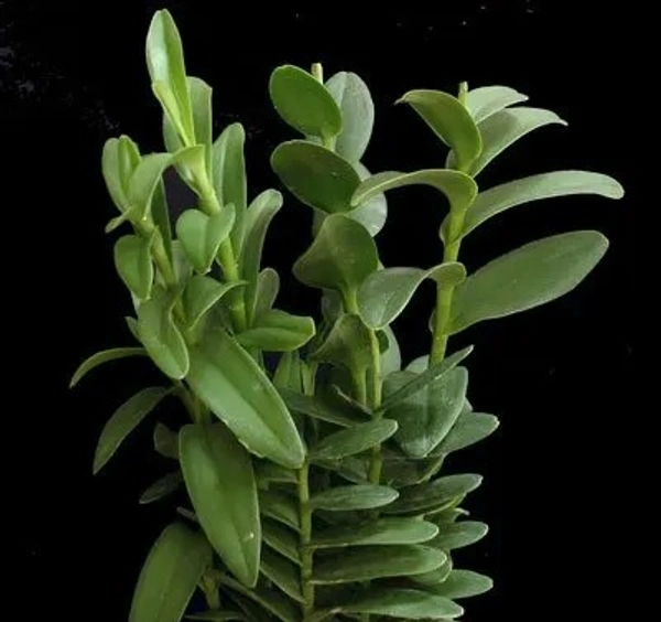 Reed Stem Epidendrum Orchid